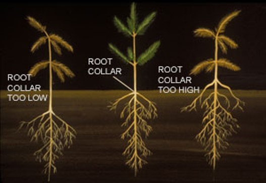 A graph showing correct and incorrect planting depths of Christmas trees.